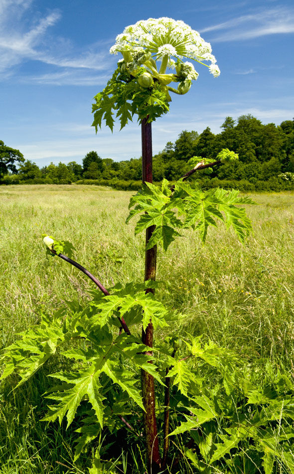 giant hogweed